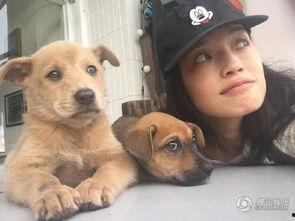 娱乐圈爆料流浪狗 第3张 娱乐圈爆料流浪狗 第3张